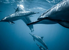 开云入口-德拉季奇：总决赛受伤打击不小 但愿能和热火续约